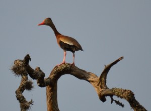 Black Bellied Whistling Duck  